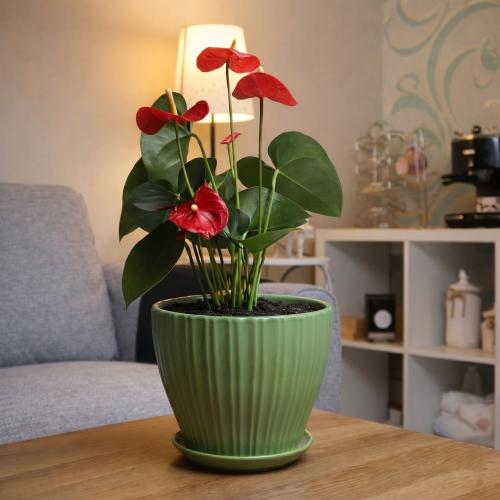 #25 Anthurium red with green pot