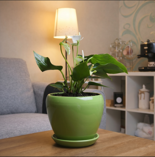#12 White Antherium with a green pot