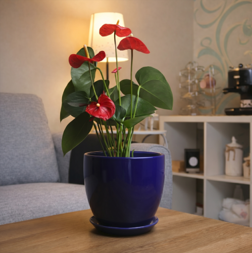 Red Anthurium with a blue pot