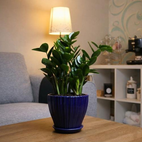 Zamia with a blue basin