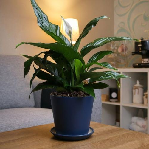 #1 Spathiphyllum (Peace Lilies) in a navy blue pot