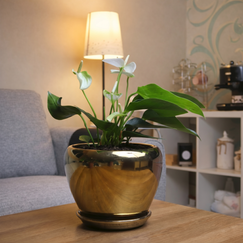 #9 White Anthurium with a gold basin