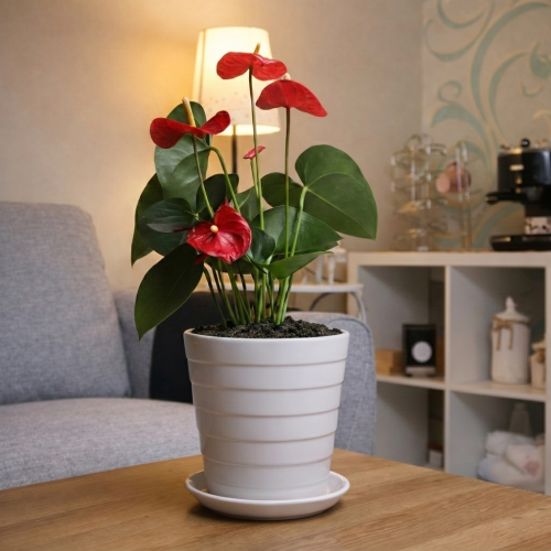 Red Anthurium with white pot