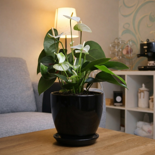 #6 White Anthurium with a black pot