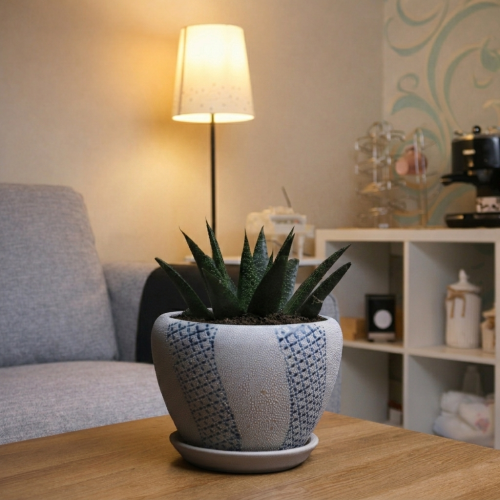 Small dwarf cactus in a white pot
