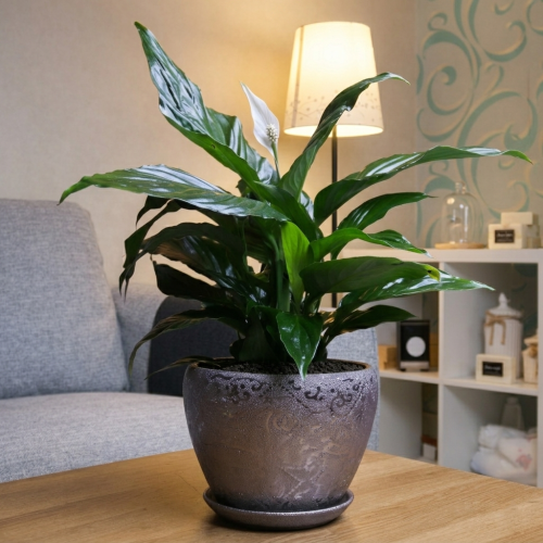 #20 Spathiphyllum (Peace Lilies) with silver pot