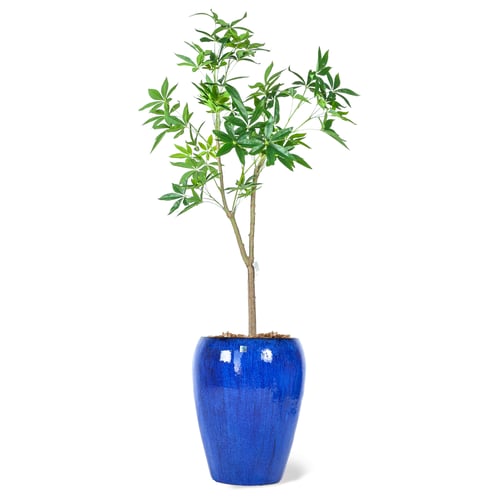 شجرة موني صناعي 180 سم