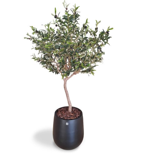 شجر الزيتون الصناعي ارتفاع 180 سم