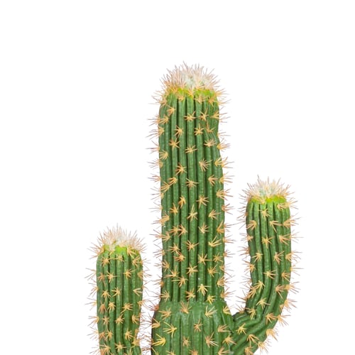 شجرة صبار بونساي الصناعي