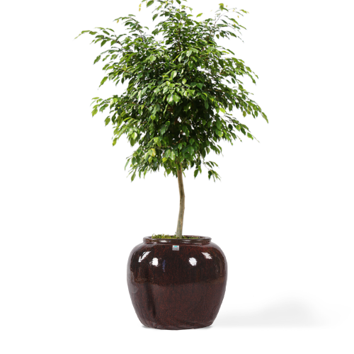 مراكن سيراميك بني غامق 5479