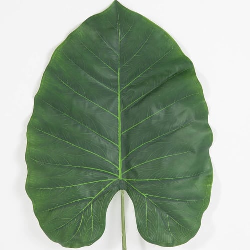 ورقة شجر القلقاس ثلاث أطوال9019