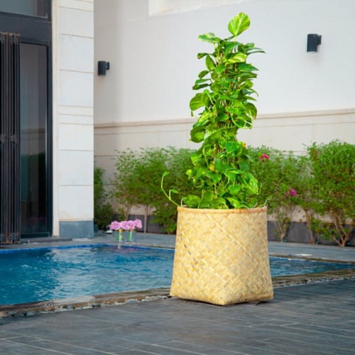 مراكن خوص طبيعي موديل زين