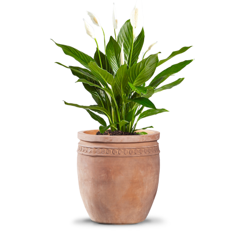 مراكن سيراميك تراكوتا 5710