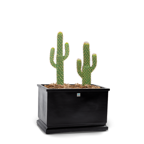 شجرة صبار بونساي الصناعي