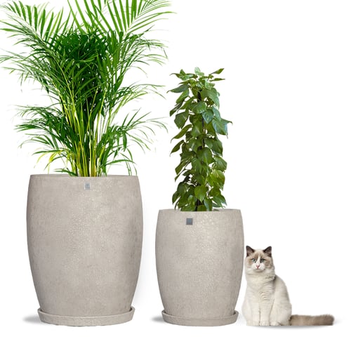 6317 مركن بولى طولى ابيض فقاعى مع صحن