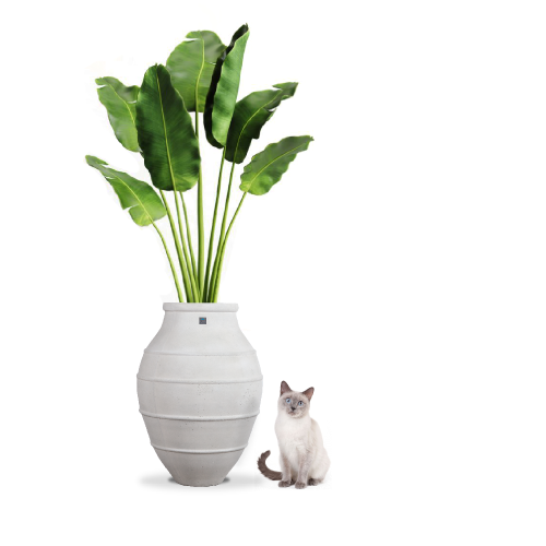 مراكن بولي ابيض حلزوني مخطط