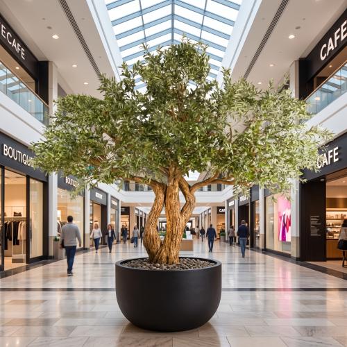 شجرة زيتون طبيعي ارتفاع 300سم 9088