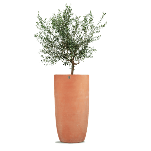 مركن تراكوتا بيج طولى