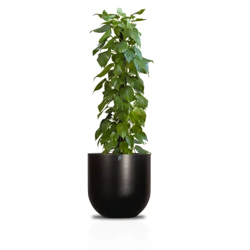Cement Pots Black Gold 5059