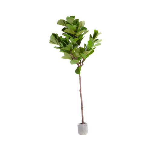 شجر Fiddle fig صناعي 210 سم 9068