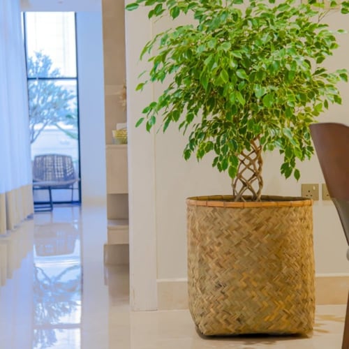 مراكن خوص طبيعي موديل زين 6627