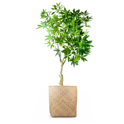 شجرة موني صناعي 210 سم