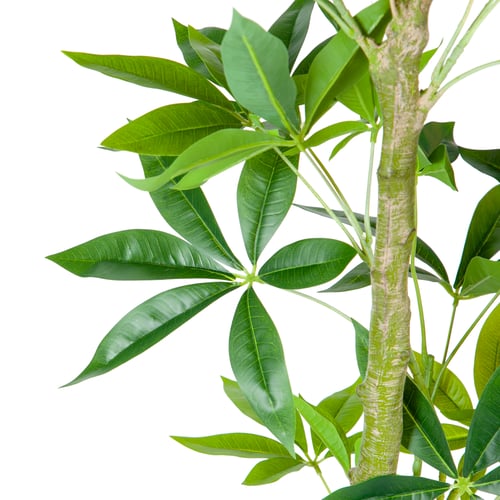 شجرة موني صناعي 180 سم