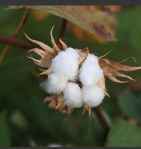 بذور القطن / 10 بذور / يمكن جني القطن بعد التزهير