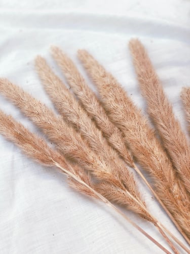 مجموعة اغصان بامباس صغير " لون بني "