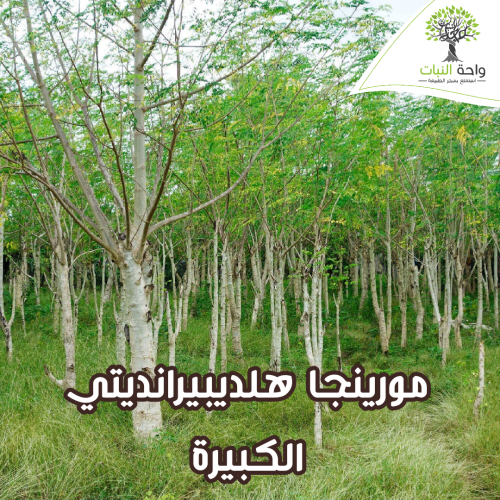 مورينجا هلديبيرانديتي الكبيرة