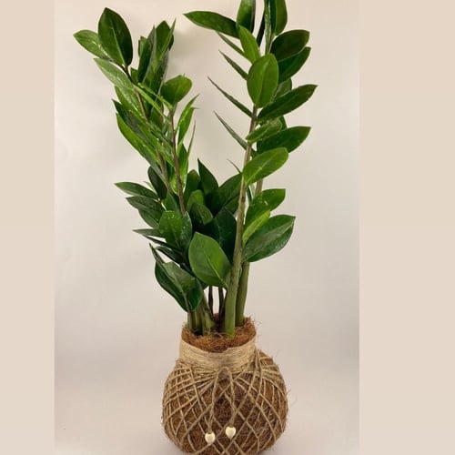 كوكيداما الزاميا