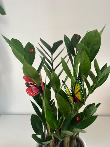 زاميا - حوض اسمنتي