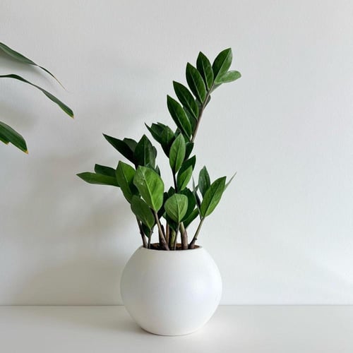 زاميا - حوض فايبر