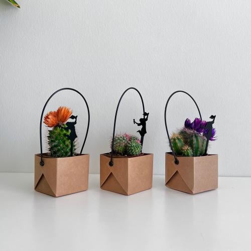 صبار - التخرج