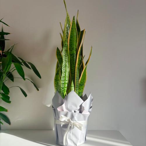 هدية السنسفيرا - مركن 24 سم