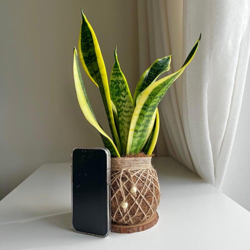 كوكيداما سنسفيرا