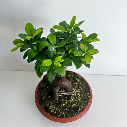 فيكس جينسينج بونساي