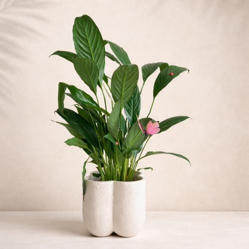 زنبق السلام مائي - سيراميك ابيض