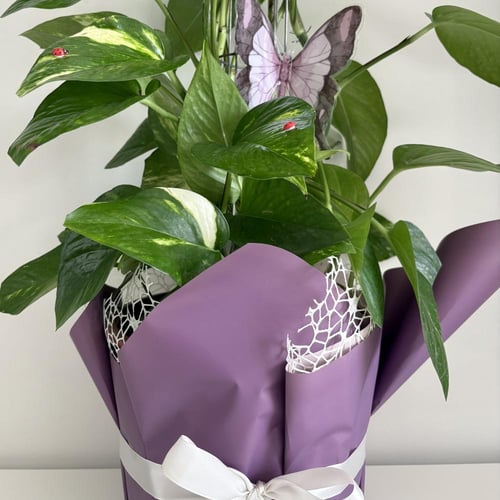 بوتس عمود - قطر 27