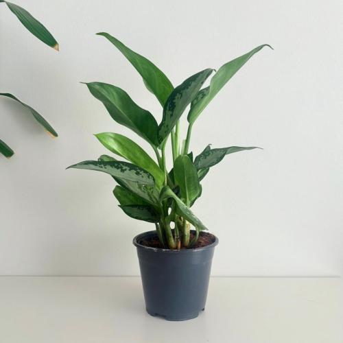 اجلونيما هولندية