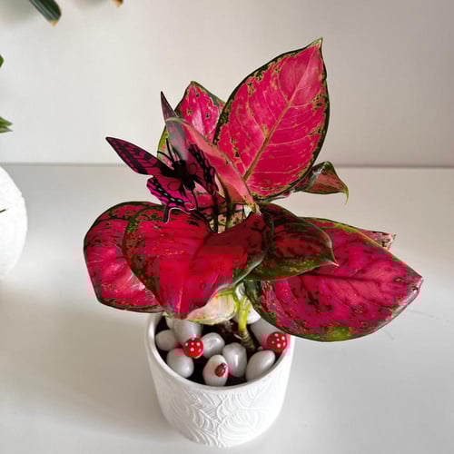 اجلونيما حمراء - حوض سيراميك