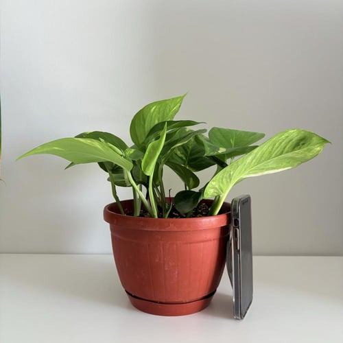 بوتس جولدن - حوض علاق 19 سم