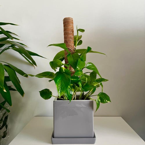 بوتس - حوض سيراميك