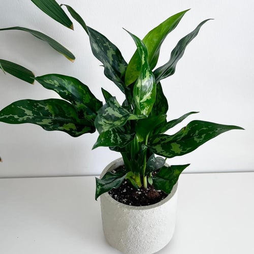 اجلونيما ماريا - حوض كونكريت