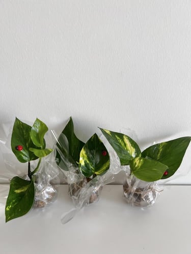 بوتس مائي - توزيعات