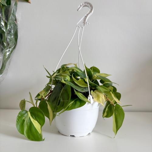 فيلوديندرون برازيل علاق - Philodendron Brasil