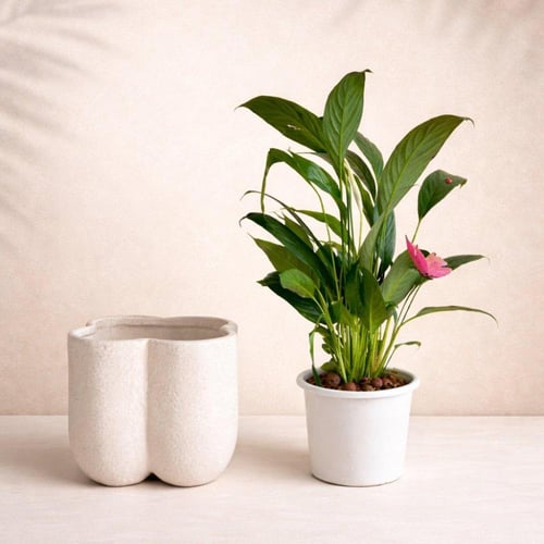 زنبق السلام مائي - سيراميك اخضر