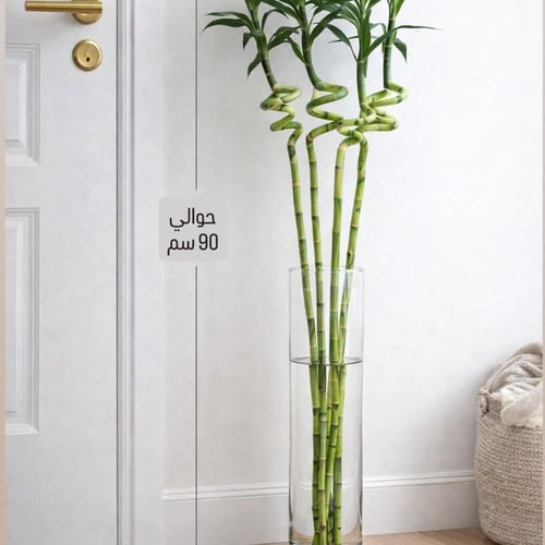 بامبو حلزوني 90 سم