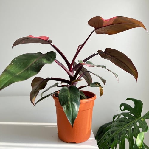 فيلودندرون الأميرة الوردية philodendron pink princ...