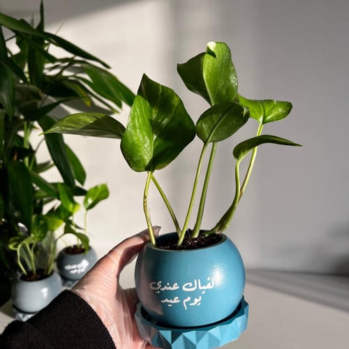 1 بوتس العيد - كونكريت